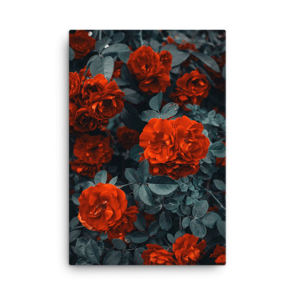 Bold Roses