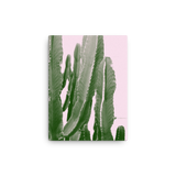 Cacti Pinkulus